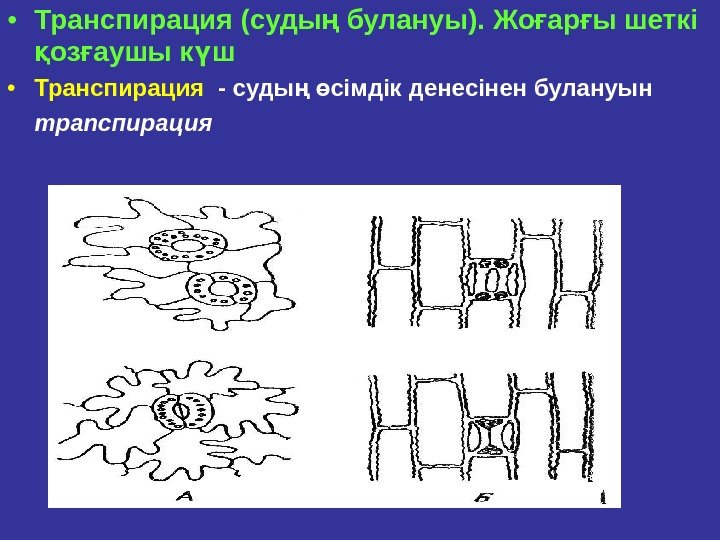  • Транспирация (судың  булануы). Жо ар ы шеткi ғ ғ оз аушы